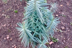 Mole-plant