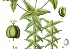 Plant-Illustration-of-Mole-plant