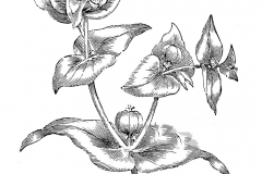 Sketch-of-Mole-plant