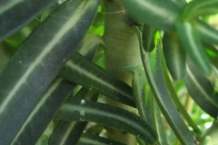 Stem-of-Mole-plant