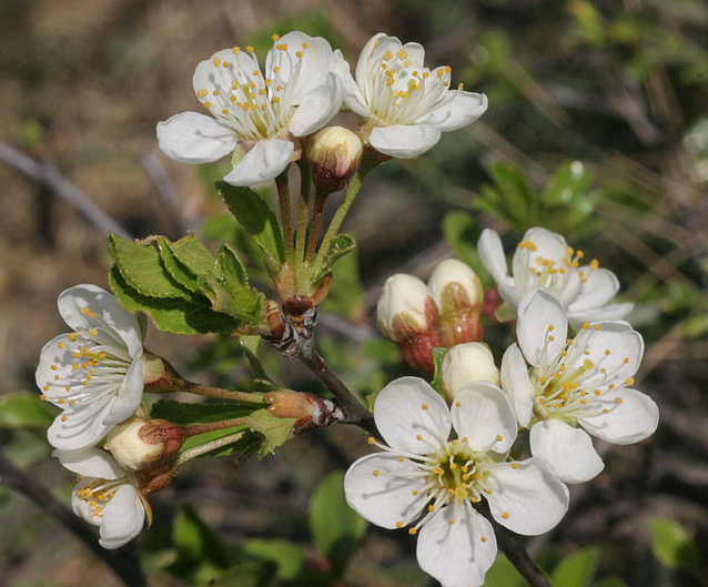 Flowers-of-Mongolian-Cherry