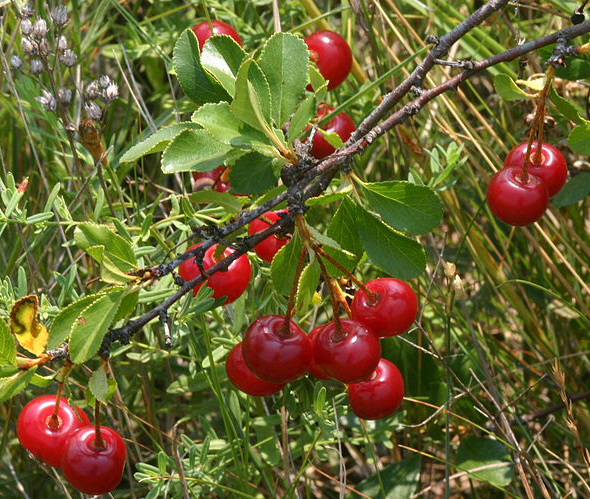Fruits-of-Mongolian-Cherry