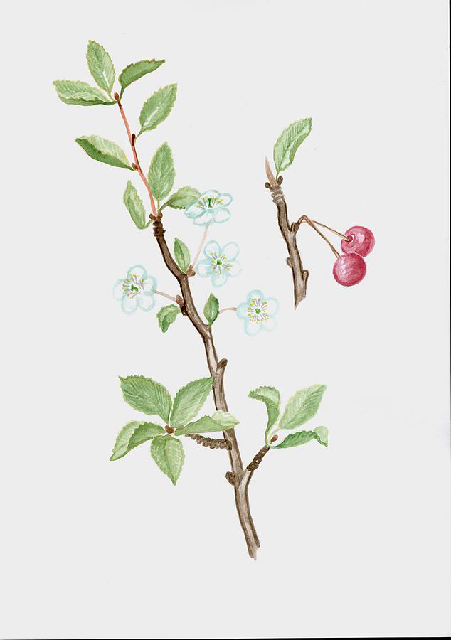 Plant-illustration-of-Mongolian-Cherry