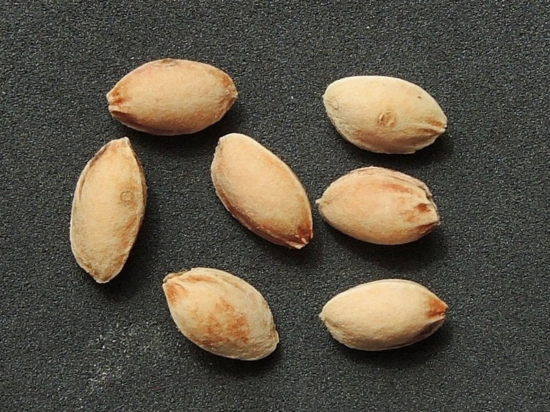 Seeds-of-Mongolian-Cherry