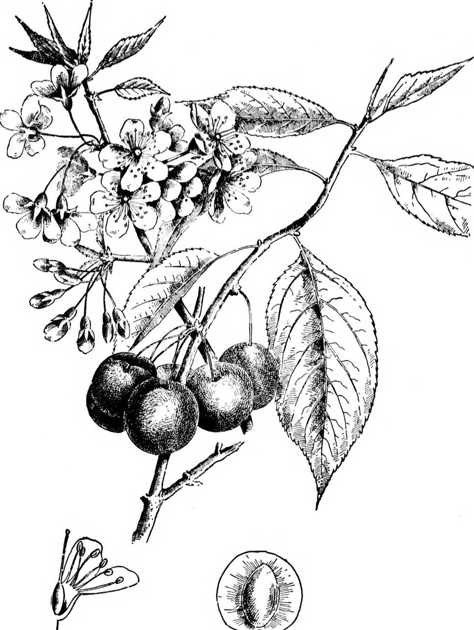 Sketch-of-Mongolian-Cherry