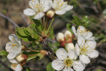 Flowers-of-Mongolian-Cherry