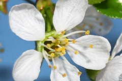 Closer-view-of-flower-of-Mongolian-Cherry