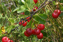 Fruits-of-Mongolian-Cherry
