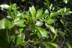Leaves-of-Mongolian-Cherry