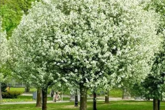 Mongolian-Cherry-tree