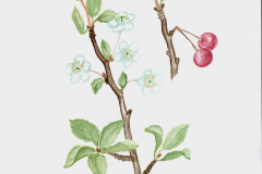 Plant-illustration-of-Mongolian-Cherry
