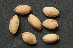 Seeds-of-Mongolian-Cherry