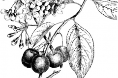Sketch-of-Mongolian-Cherry