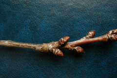 Twigs-of-Mongolian-Cherry