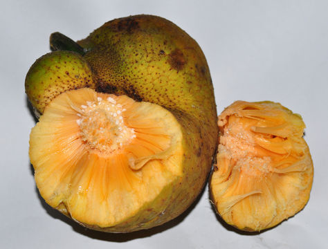 Half-cut-Monkey-Fruit
