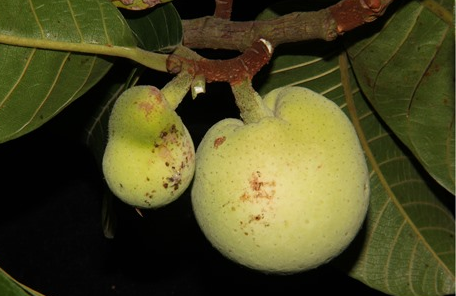 Unripe-Monkey-Fruit
