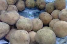 Collected-Monkey-Fruit