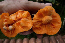 Flesh-of-Monkey-Fruit
