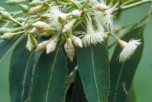 Flower-of-Monkey-Fruit