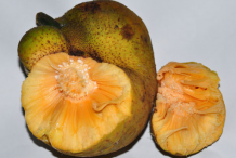 Half-cut-Monkey-Fruit