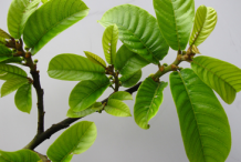 Leaves-of-Monkey-Fruit