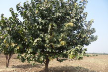 Monkey-Fruit-Plant