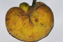 Monkey-Fruit
