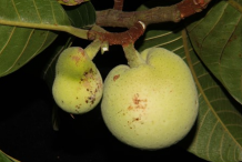 Unripe-Monkey-Fruit