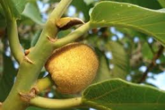 Monkey-Fruit-on-the-tree