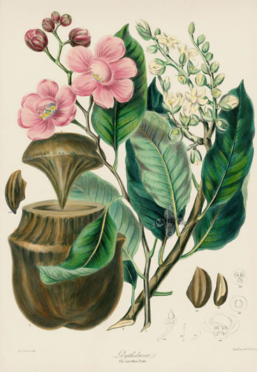 Monkey-pot-illustration