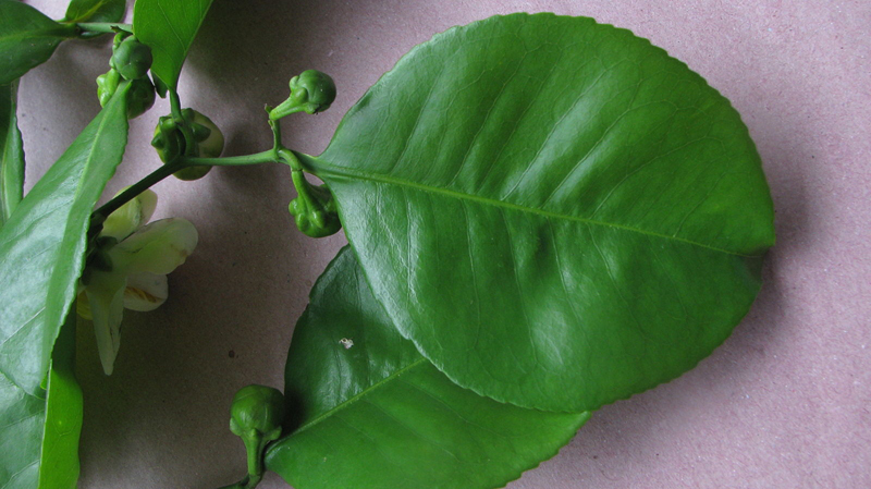 Monkey-pot-leaves