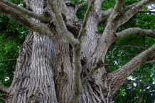 Monkey-pot-bark