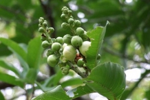 Monkey-pot-flower-buds