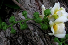 Monkey-pot-flowers