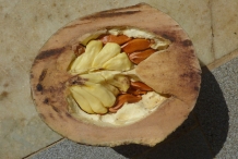 Monkey-pot-fruit-cut