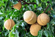 Monkey-pot-fruit