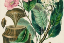Monkey-pot-illustration