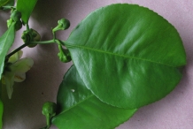Monkey-pot-leaves