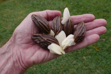 Monkey-pot-seeds