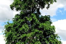Monkey-pot-tree