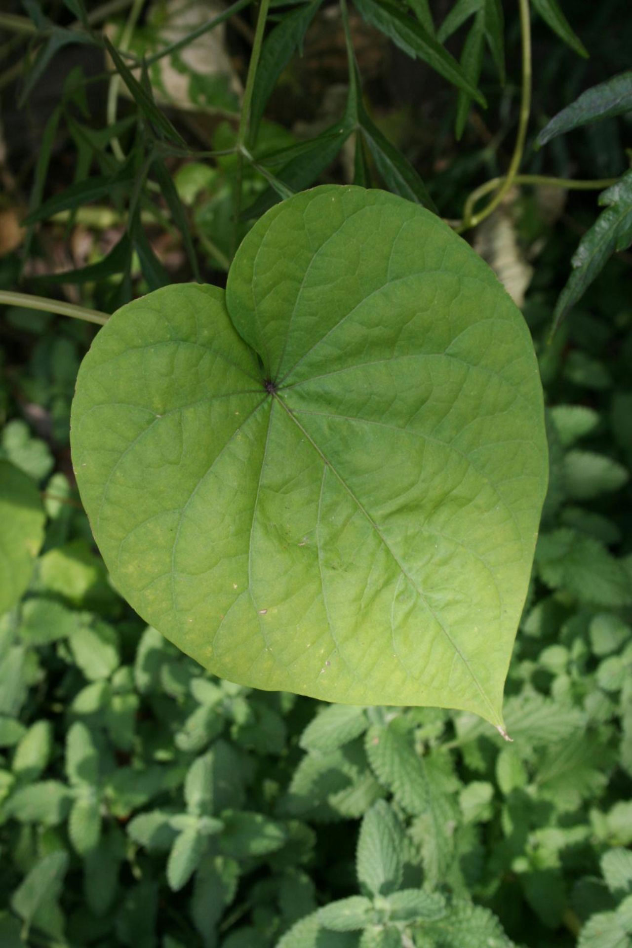 Leaf-of-Moonflower