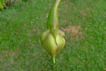 Immature-fruit-of-Moonflower