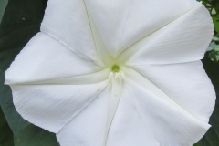 Closer-view-of-flower-of-Moonflower