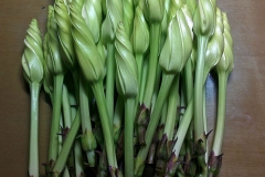 Flowering-buds-of-Moonflower
