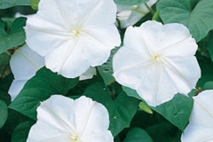 Flowers-of-Moonflower