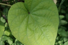 Leaf-of-Moonflower