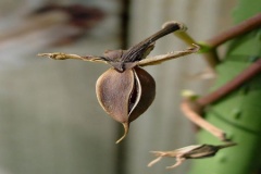 Mature-fruits-of-Moonflower