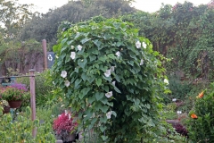 Moonflower-plant-growing-wild