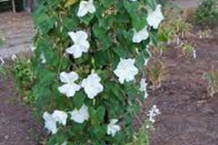 Moonflower-plant