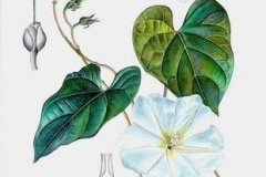 Plant-Illustration-of-Moonflower